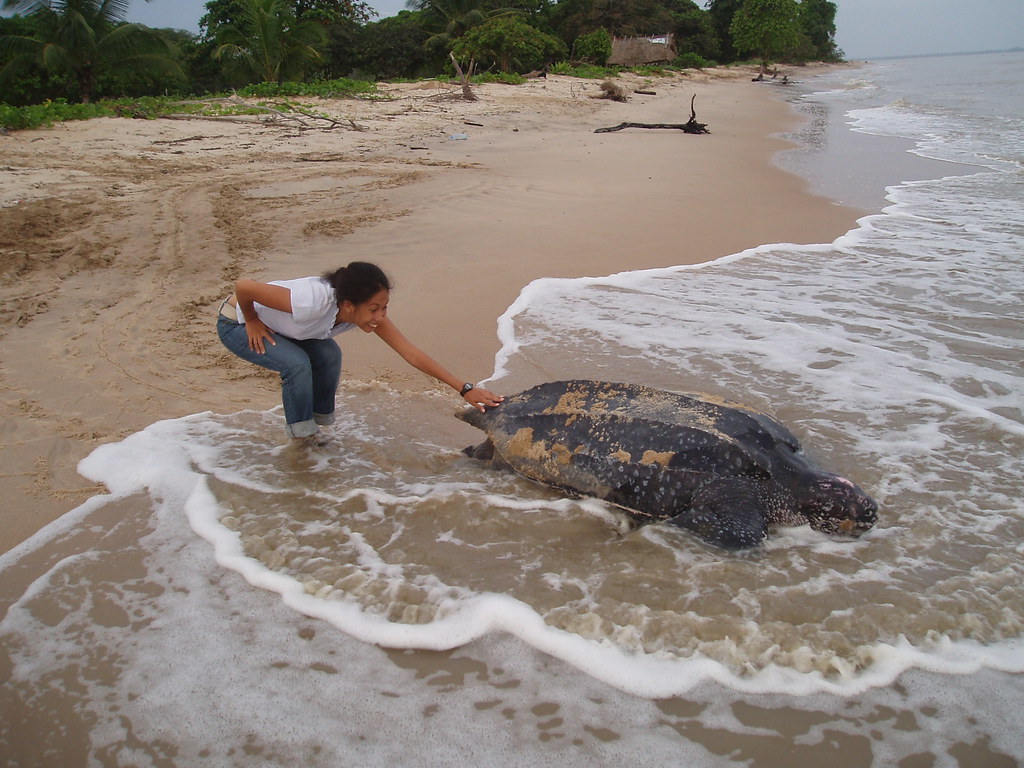 Karla Touching the Leatherback Sea Turtle