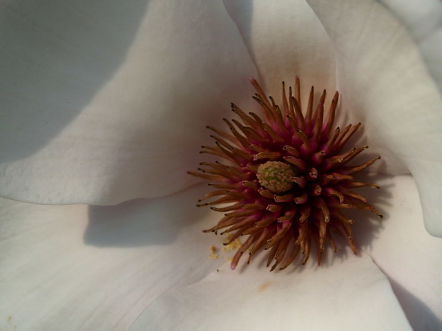 hart magnolia
