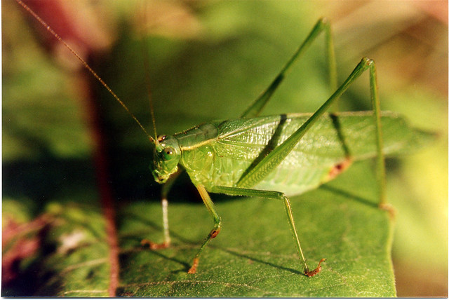 Grasshopper (1996)