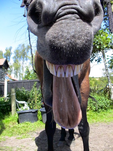 Laughing horse. | by 7C