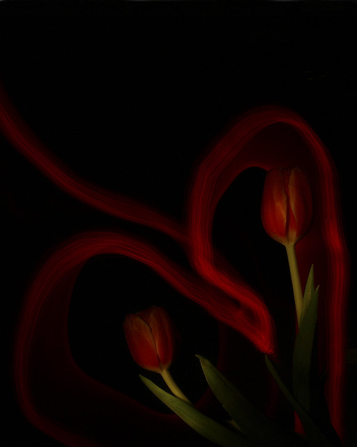 Tulip Valentine