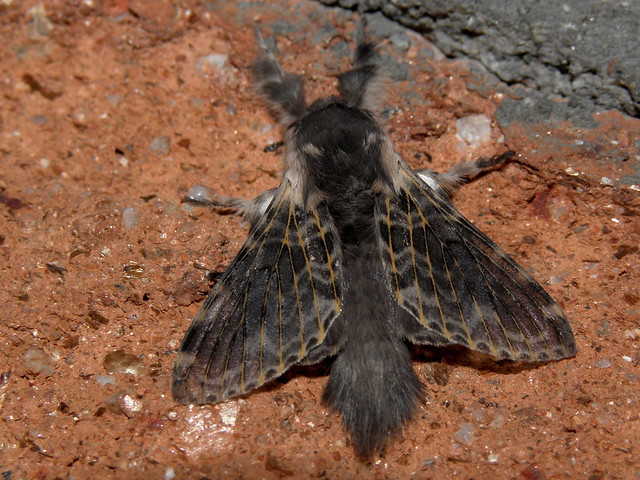 Polilla lanuda / Woolly moth