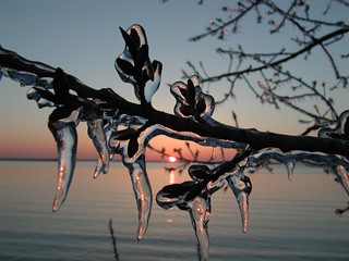 Branch in ice