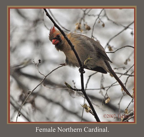 bird nature birds cardinal fowl redbird missouribirds