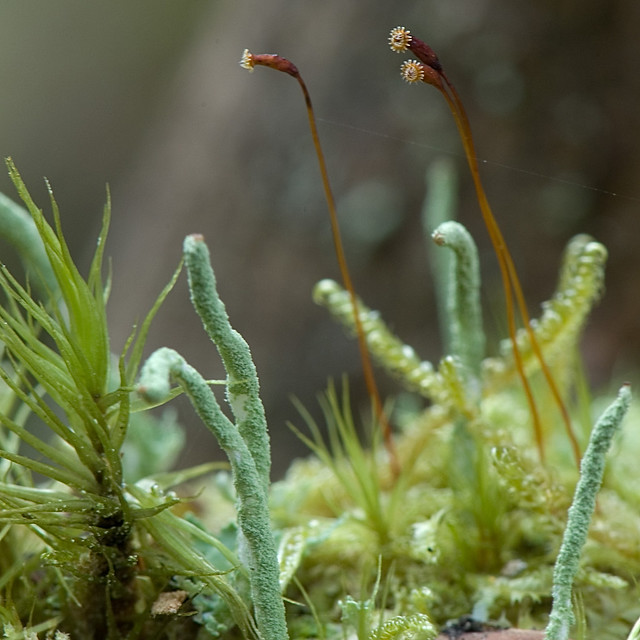Moss sporophytes and Cladonia coniocraea