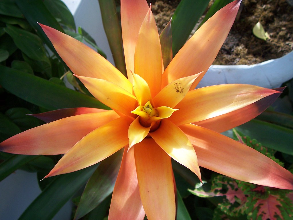 Spark of Color