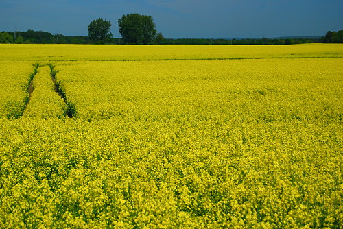 france flower nature fleur field yellow rape champ canola oilseedrape rapa rapaseed nikond40x printempsspringcolza