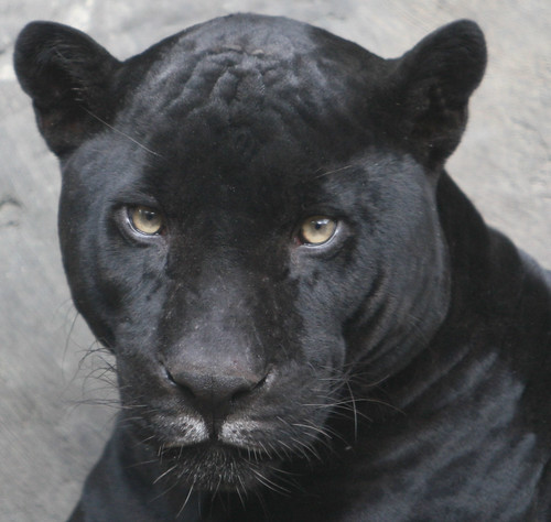 Close up of the Black Jaguar by kjdrill