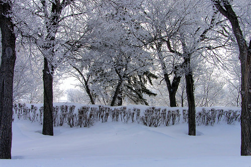 trees winter snow cold ice forest frozen frost regina saskatchewan wilderness
