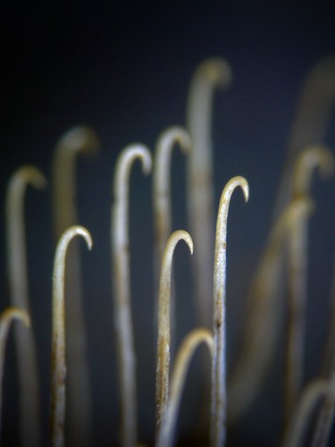 Burdock burr hooks... | by Sea Moon