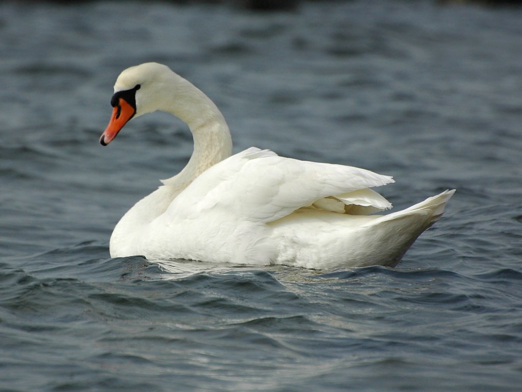 Mute Swan by vanstaffs