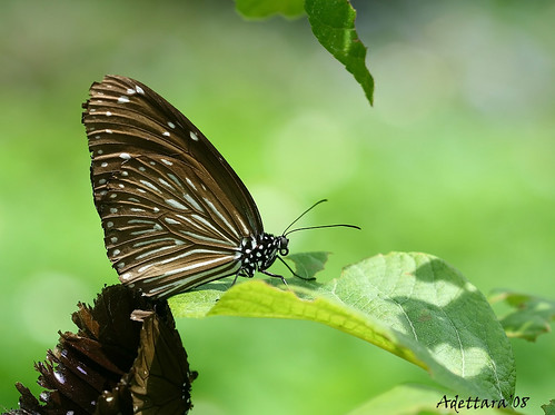 ~Butterfly Love Secret~ by Adettara Photography