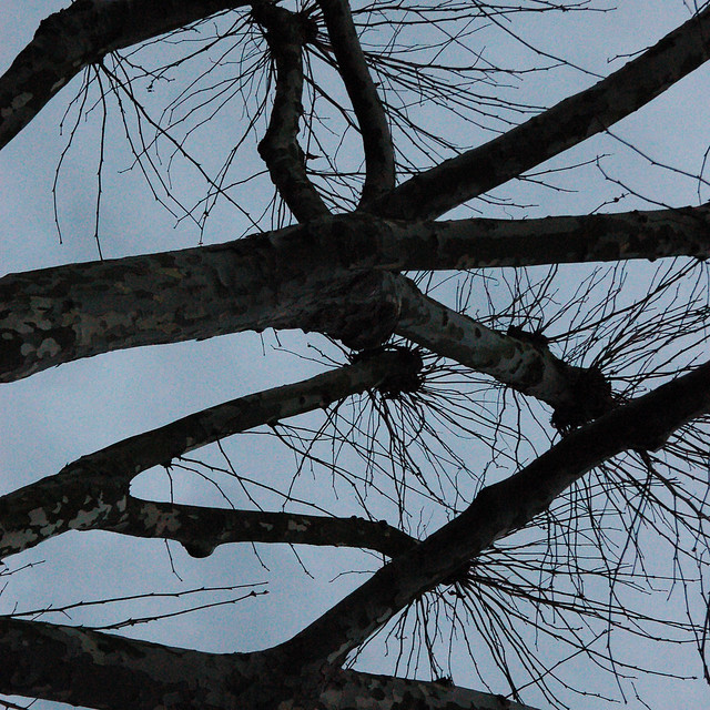 Pollarded Branches