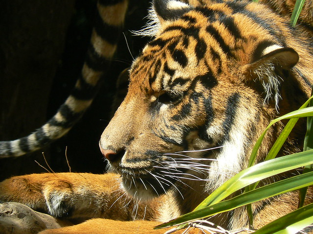 Sumatran Tiger!