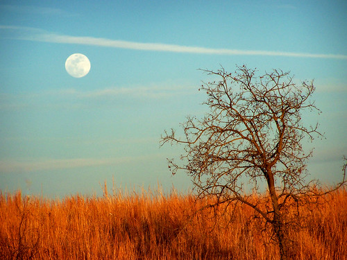 moon tree oklahoma landscape tallgrass wildliferefuge naturesfinest