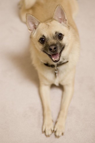 Boss | by **Shutterbug Gal**