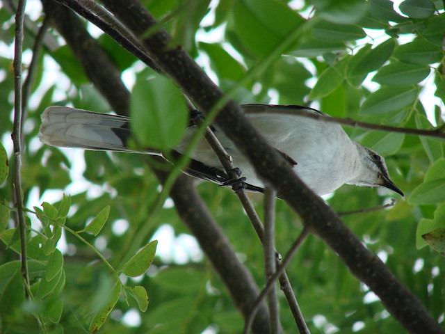 Paraulata Llanera [Tropical Mockingbird] (Mimus gilvus)