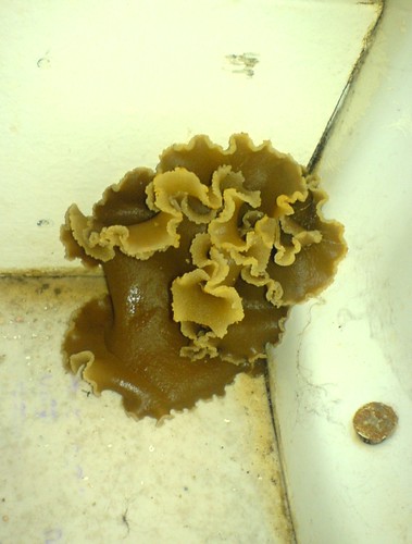 toilet fungus | Robin Inkysloth | Flickr