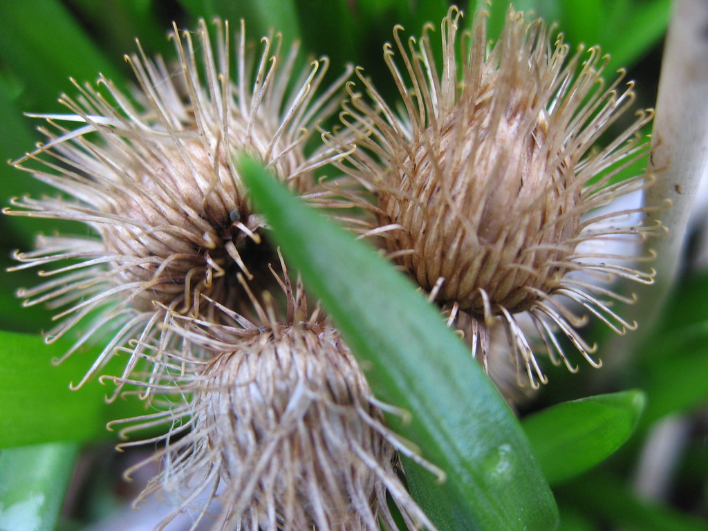 Burdock fruits, This inspired the design of velcro. If you …