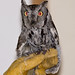 Flickr photo 'Hawks Aloft Western Screech Owl' by: Frank Carey.