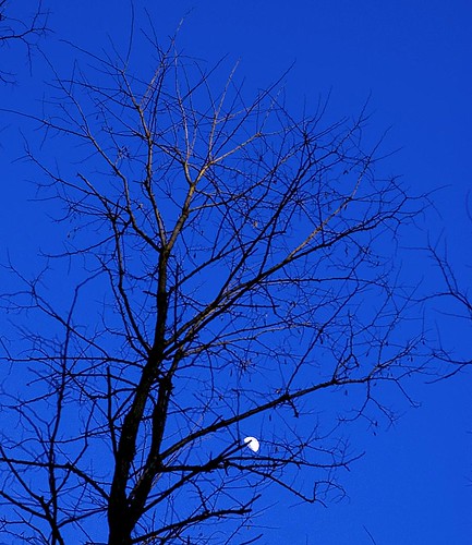 blue sunset moon tree moment