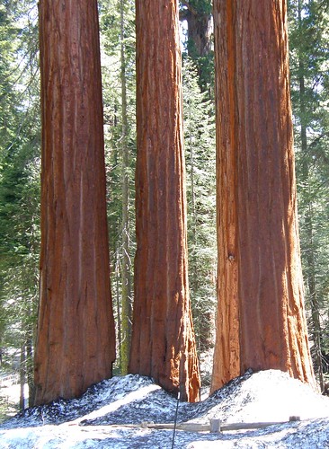 california trees usa tree nature arbres arbre sequoia sequoiadendrongiganteum etatsunis olibac abigfave platinumphoto treesubject betterthangood olympussp560uz