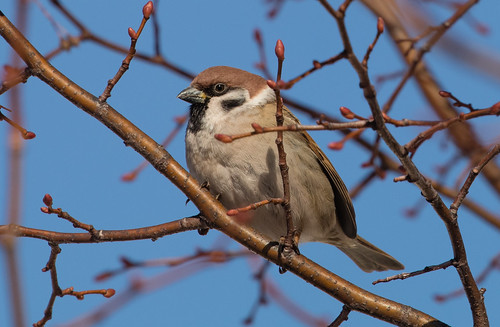 Eurasian Tree Sparrow