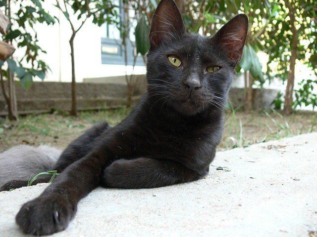 Görög macska/Greek cat