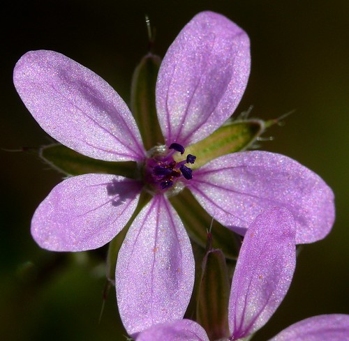 california flower macro nature berrycreek lakemadrone