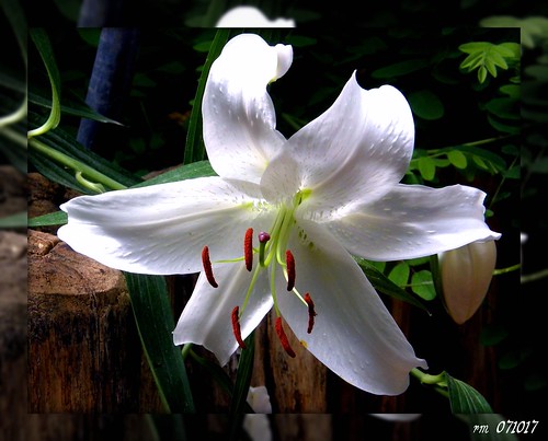 1189 White Lily | Rainer | Flickr