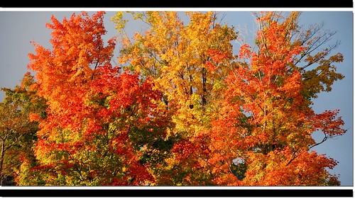 autumn ny tree fall foliage upstatenewyork adirondack lakeplacid newenglandtripsep07