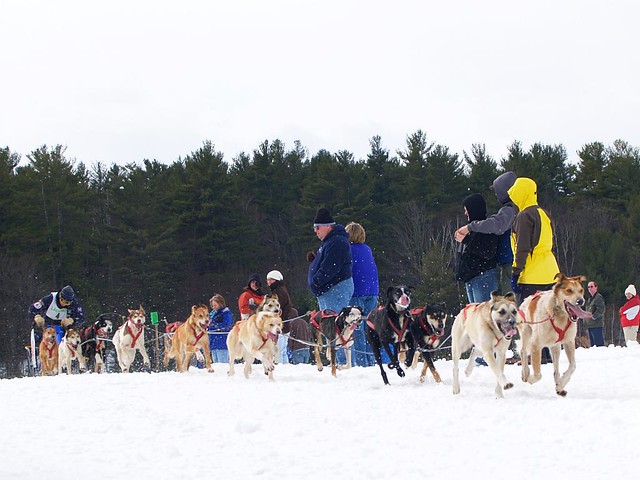 Laconia Dog Sled Races 4