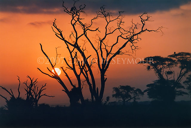 Golden African sunset