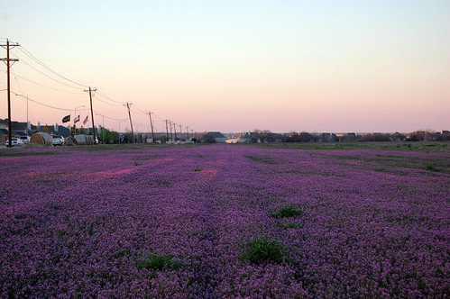 weeds purple texasfield