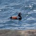 Flickr photo 'Harlequin Duck (Histrionicus histrionicus)' by: DaveMaherPhotos.