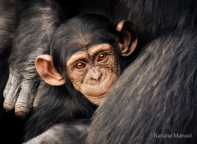 Surrounded (Chimpanzee)