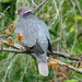Flickr photo 'BAND-TAILED PIGEON  (Columba fasciata)' by: Maggie.Smith.