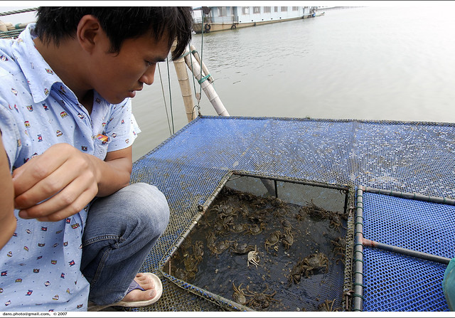 hairy crabs in Yang-cheng lake, 阳澄湖大閘蟹...