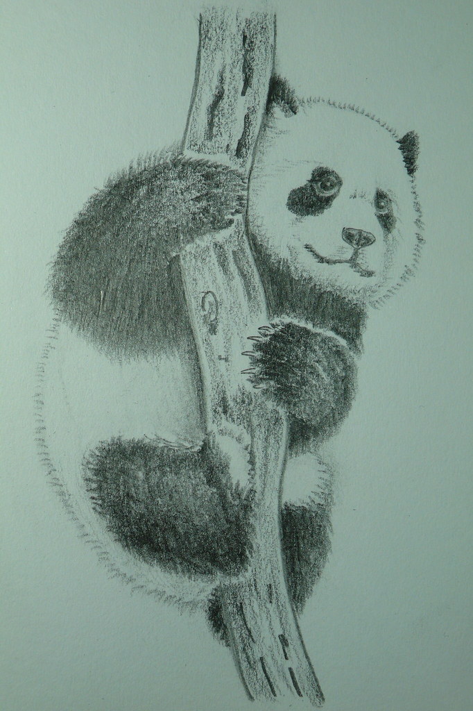 Baby panda pencil drawing - a photo on Flickriver