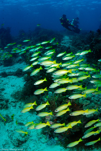 snapper&divers by JennyHuang