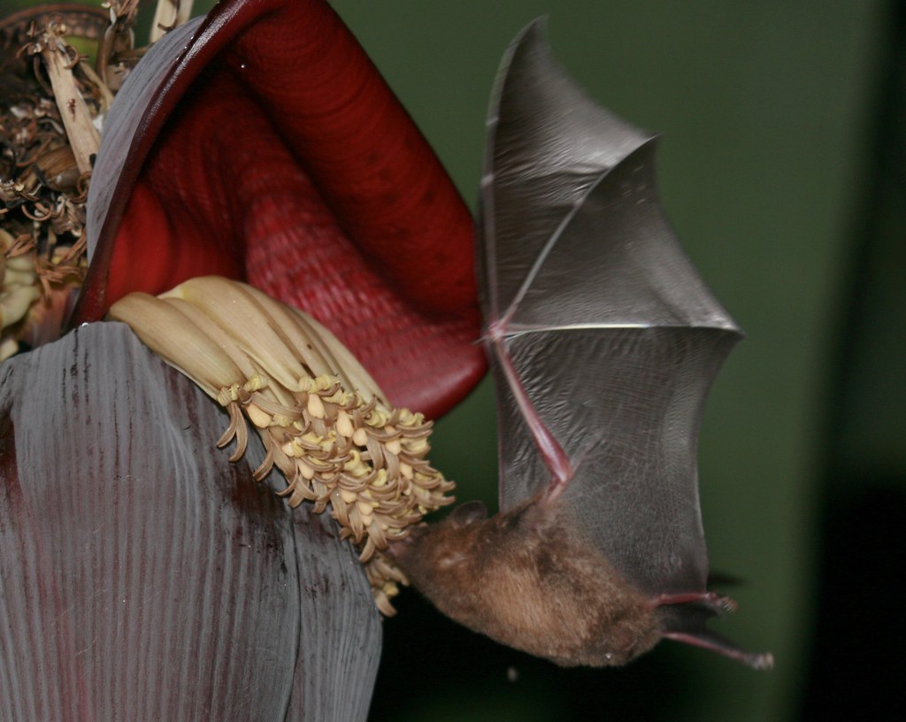 Não é um beija-flor /that's not a hummingbird - ( morcego … | Flickr
