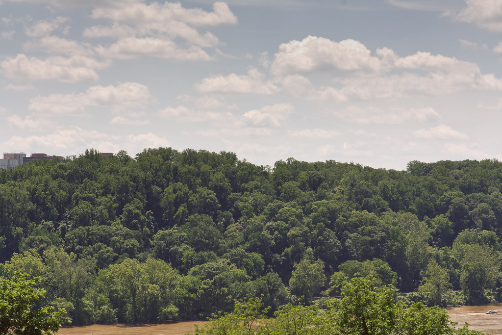 Dense green forested hills sloping toward a wide river beneath scattered summer cumulus clouds.