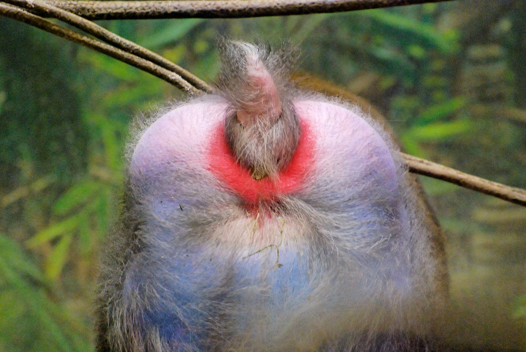 Mandrill Rear Mandrill Butt | Chan_DMD | Flickr