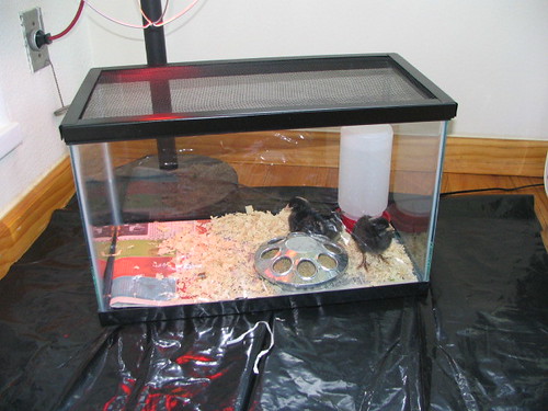 Chick Brooder Heater photo 5