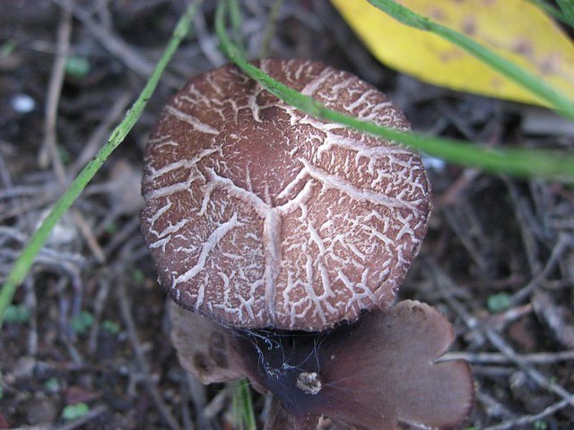 Veined mushroom cap