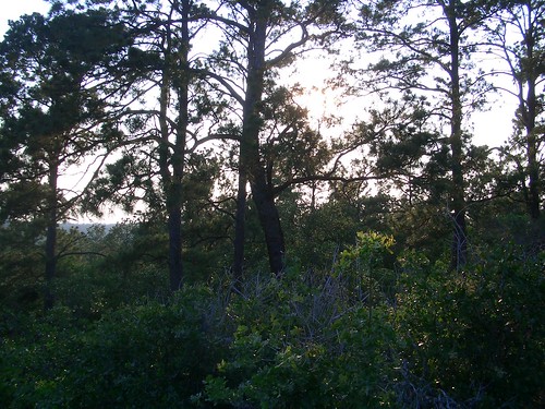 camping trees sunset landscapes bastropstatepark