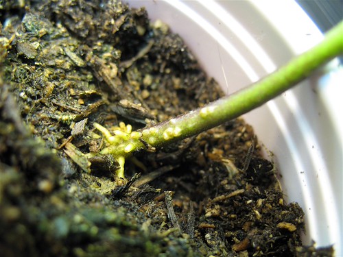 More Roots | Some of the larger Peppers that have been in th… | Flickr