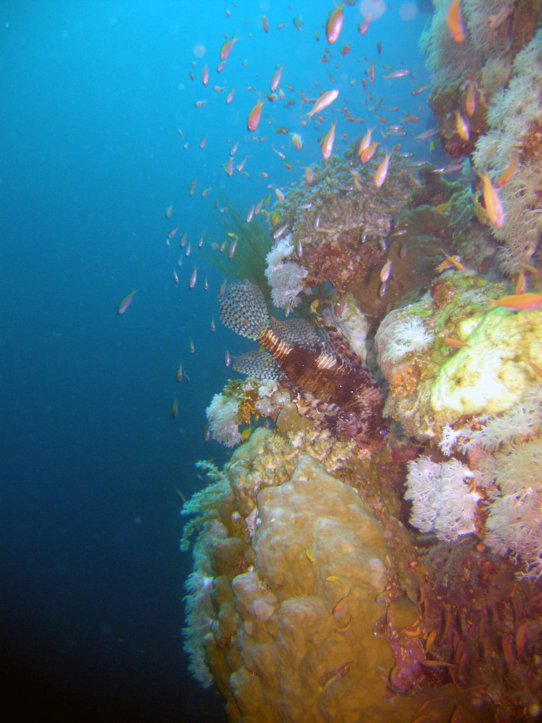 Lionfish Wall