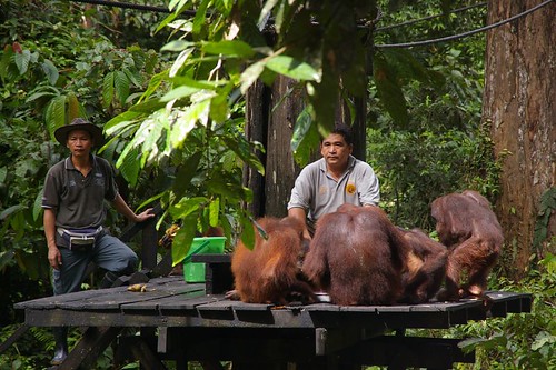 Keepers and Orangutans on the feeding platform