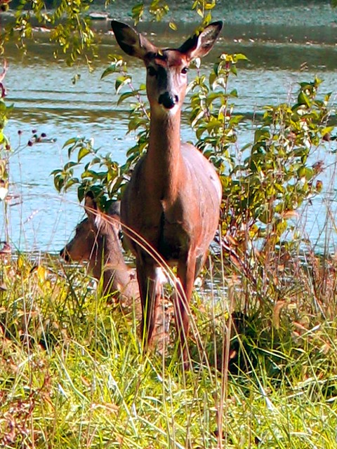 Doe and Fawn on Towpath Trail, Maumee, Ohio